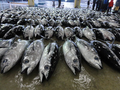 勝浦魚市場のマグロ